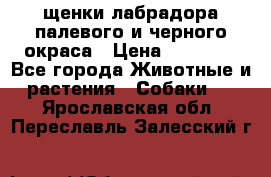щенки лабрадора палевого и черного окраса › Цена ­ 30 000 - Все города Животные и растения » Собаки   . Ярославская обл.,Переславль-Залесский г.